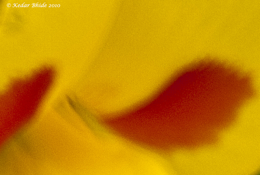 Flower abstract