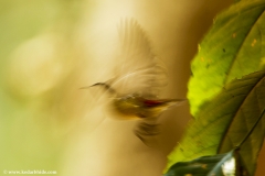 MG_7987-copy