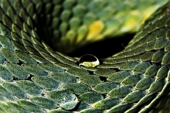 Dew on Snake body