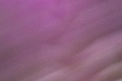 Flower moving on wind