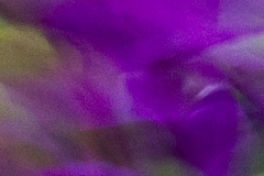 Flower moving on wind