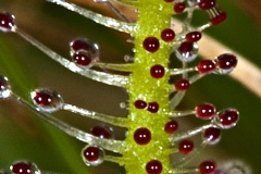 Drosera