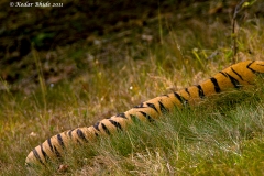 Tiger caterpillar, sleeping tiger