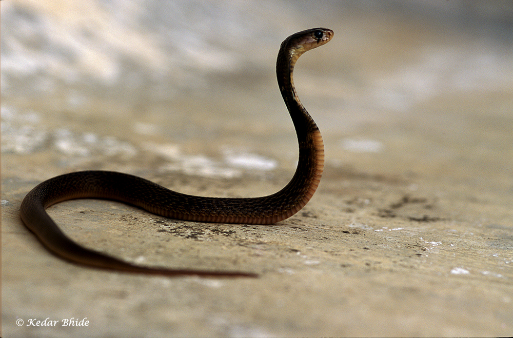 Binocelate Cobra