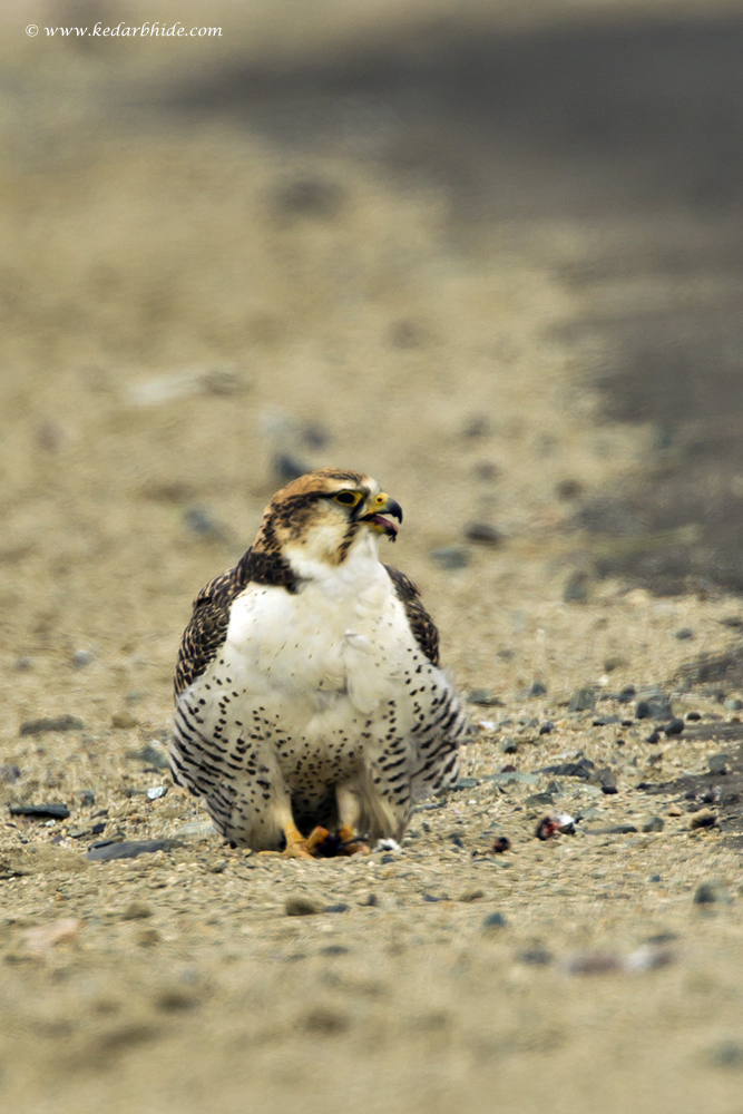 Tibetan Saker Falcon