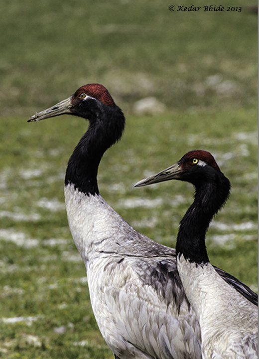 Black-necked Cranes
