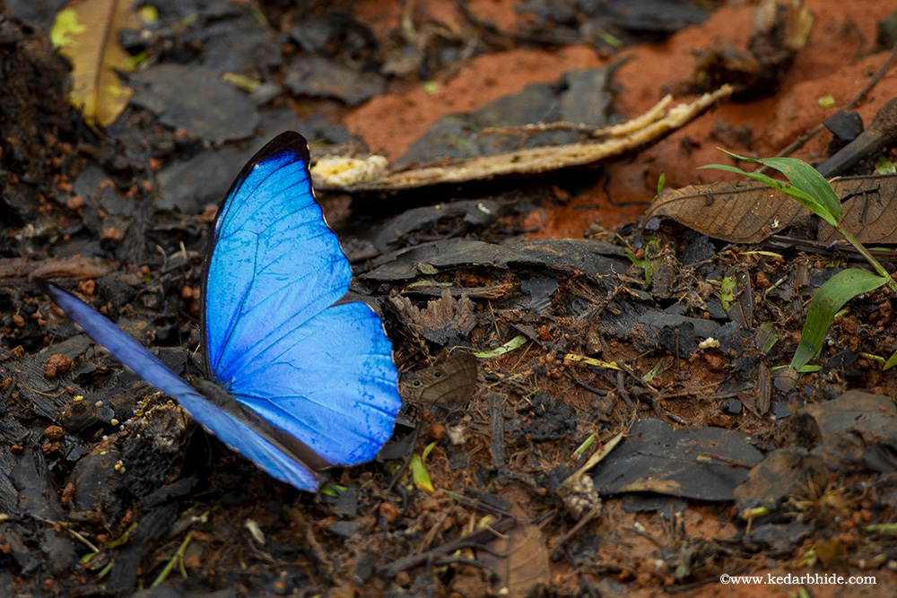 Blue Morpho, A largest Butterfly in Costa Rica