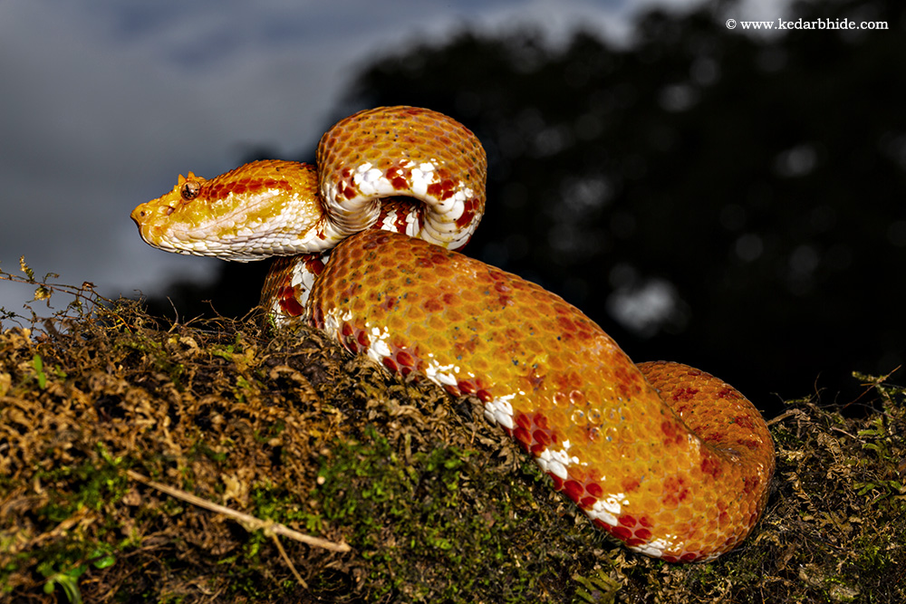 Eye Lash Pit Viper, Orange color form