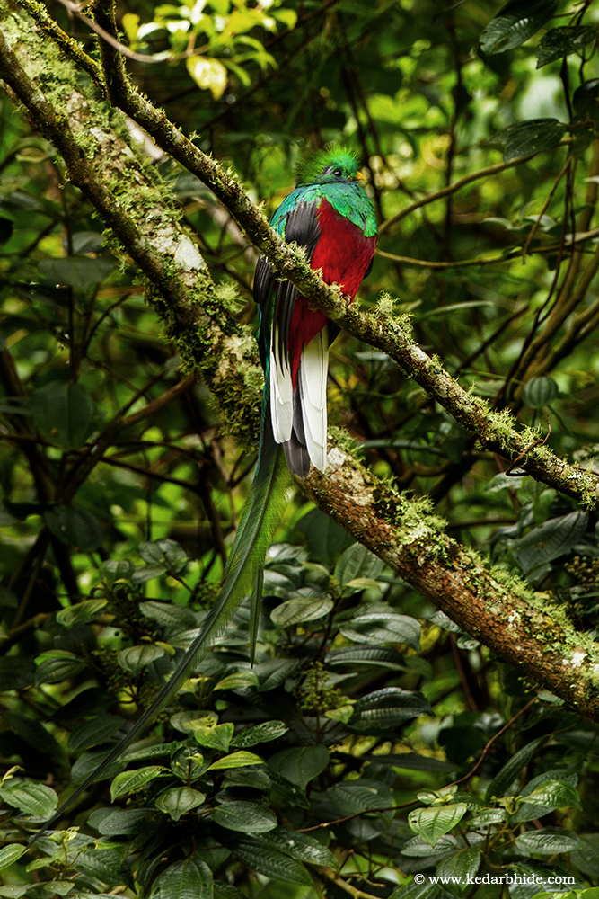 Resplendent quetzal, Costa Rica