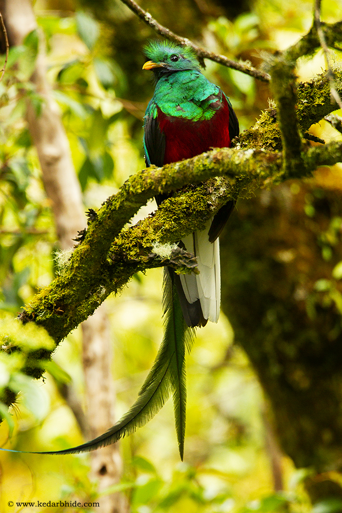 Resplendent quetzal, Costa Rica