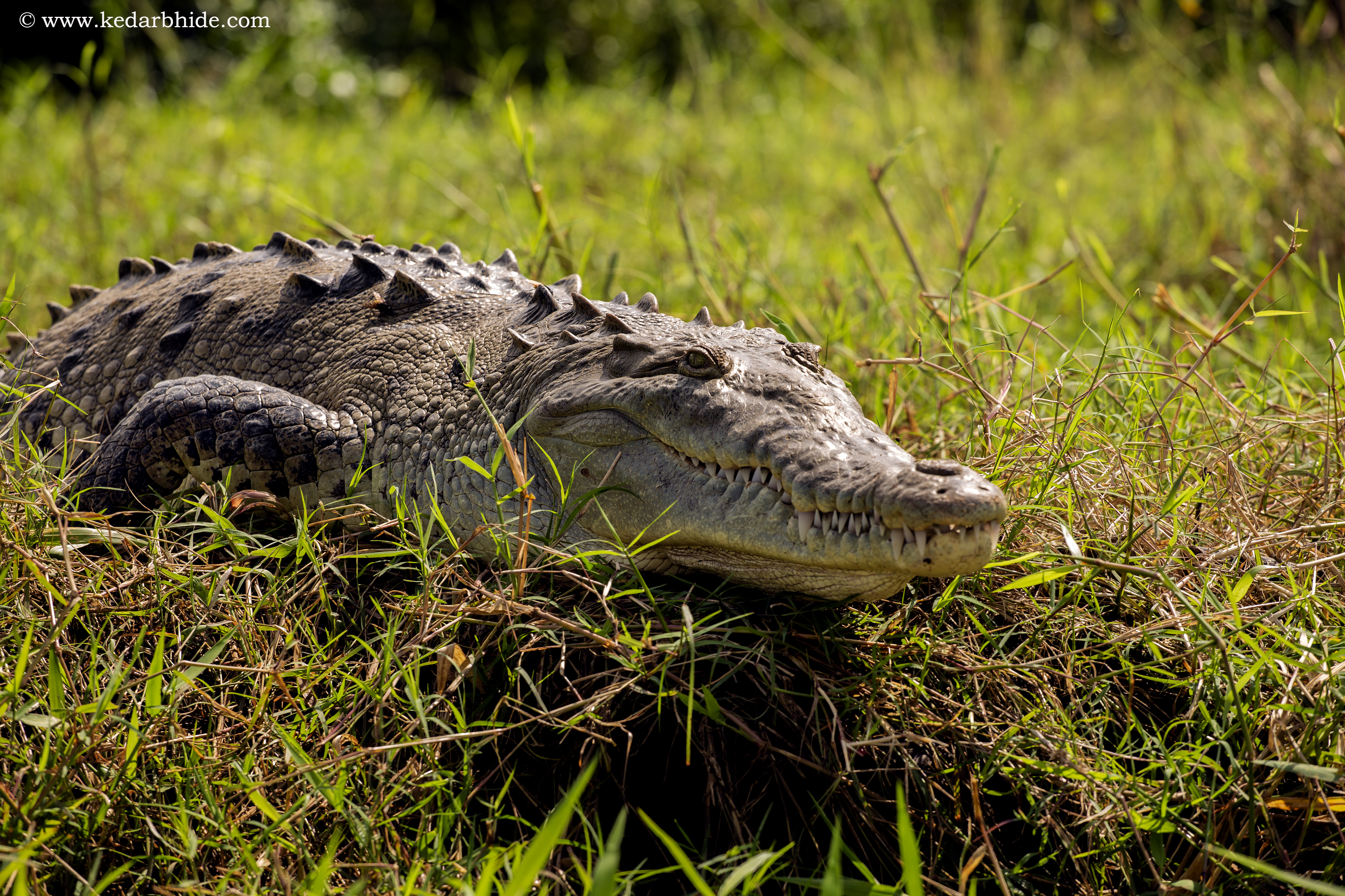 American alligator, Costa Rica