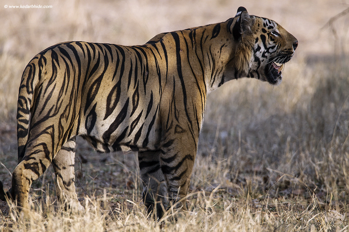 Royal Bengal Tiger, Tadoba Tiger Reserve