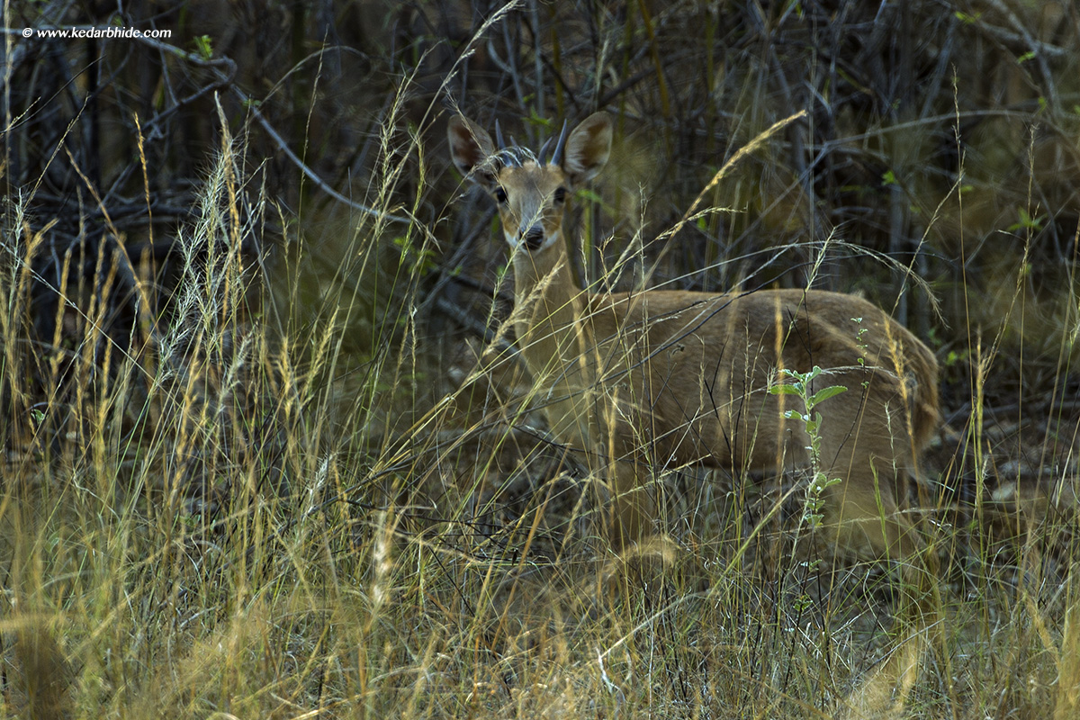 Four Horned Antelope