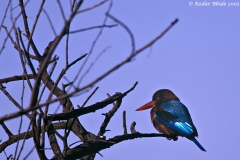 White-breasted Kingfisher