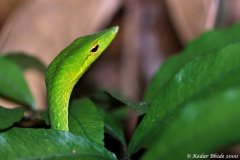 Vine Snake