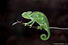 Chameleon