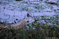 Indian Rock Python