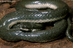 Glossy Marsh Snake