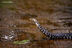 Checkered Keelback