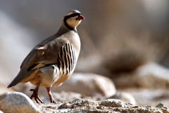 Chukar