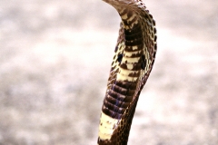 Binocelate Cobra
