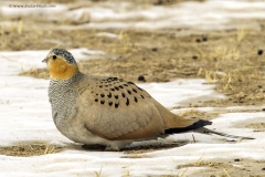 Tibetan Sandgrouse