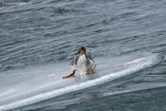 Common Merganser
