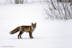 Himalayan Red Fox