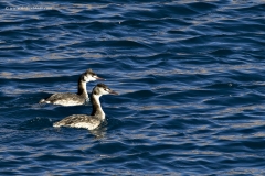 Great Crested Grebe