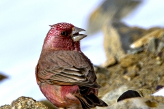 Great Rosefinch
