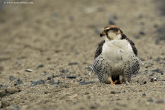 Tibetan Saker Falcon