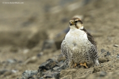 Tibetan Saker Falcon