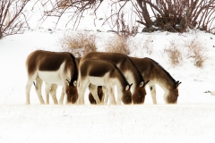 Tibetan Wild Ass