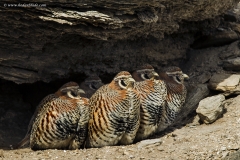 Tibetan Partridges