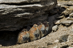 Tibetan Partridges