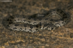 IA7A6245-copy