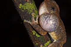 Nyctibatracus sps. - Male calling