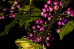 Racophorus malabaricus