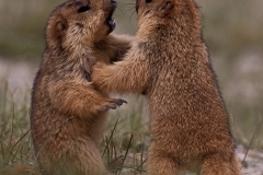 Mormots sparring