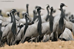 Demoiselle Cranes