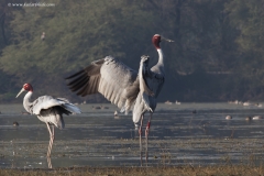 Saras Cranes