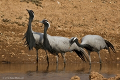 Demoiselle Cranes