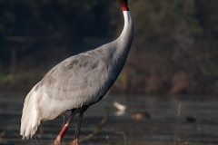 Saras Crane
