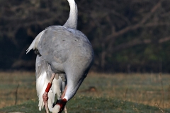 Saras Crane