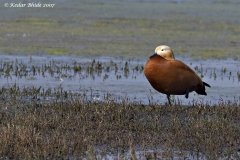 Ruddy Shelduck