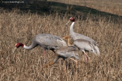 Saras Crane