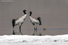 Black-necked Crane