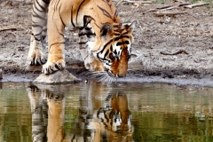 Royal Bengal Tiger, Ranthambore