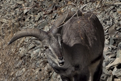 Blue Sheep or Bharal