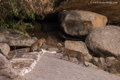 Leopard, Rajasthan